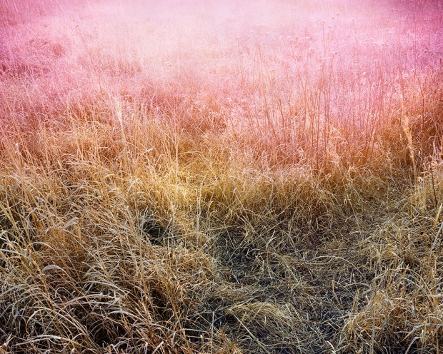 Christian-Patterson-Dead-Prairie-Grass-Leak-620x496